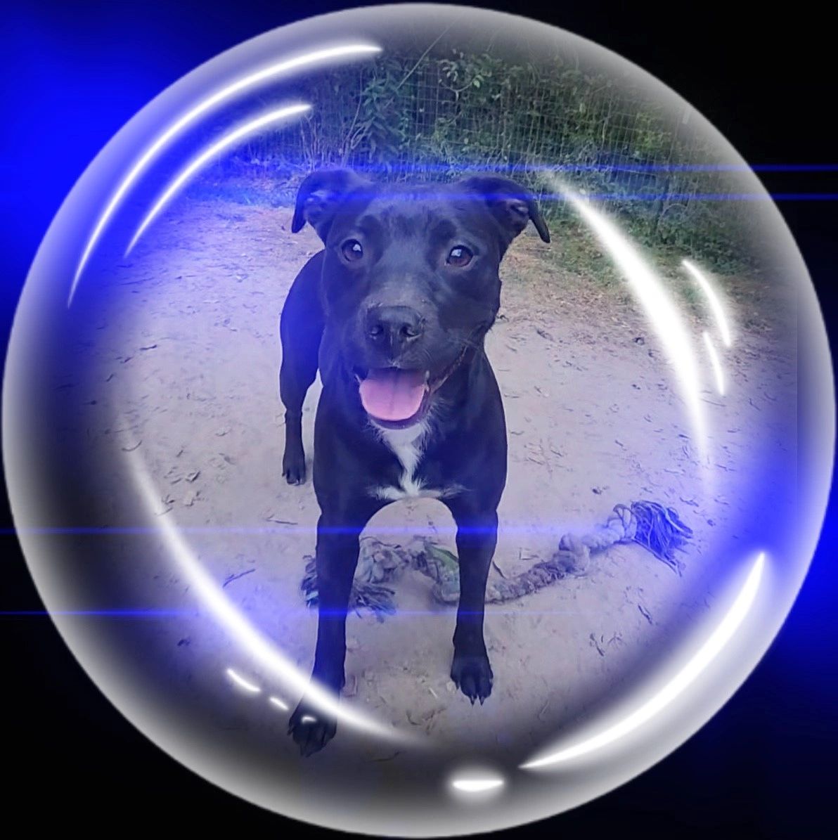 Bimby, a Because of Bubbles Rescue dog photographed inside a bubble