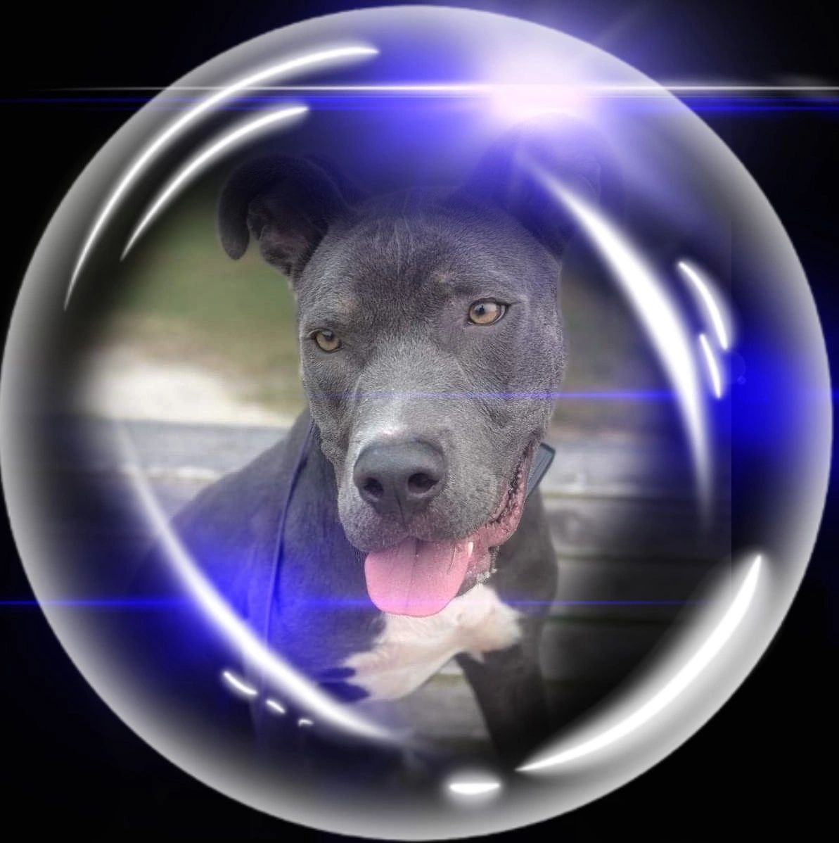 Dobby, a Because of Bubbles Rescue dog photographed inside a bubble