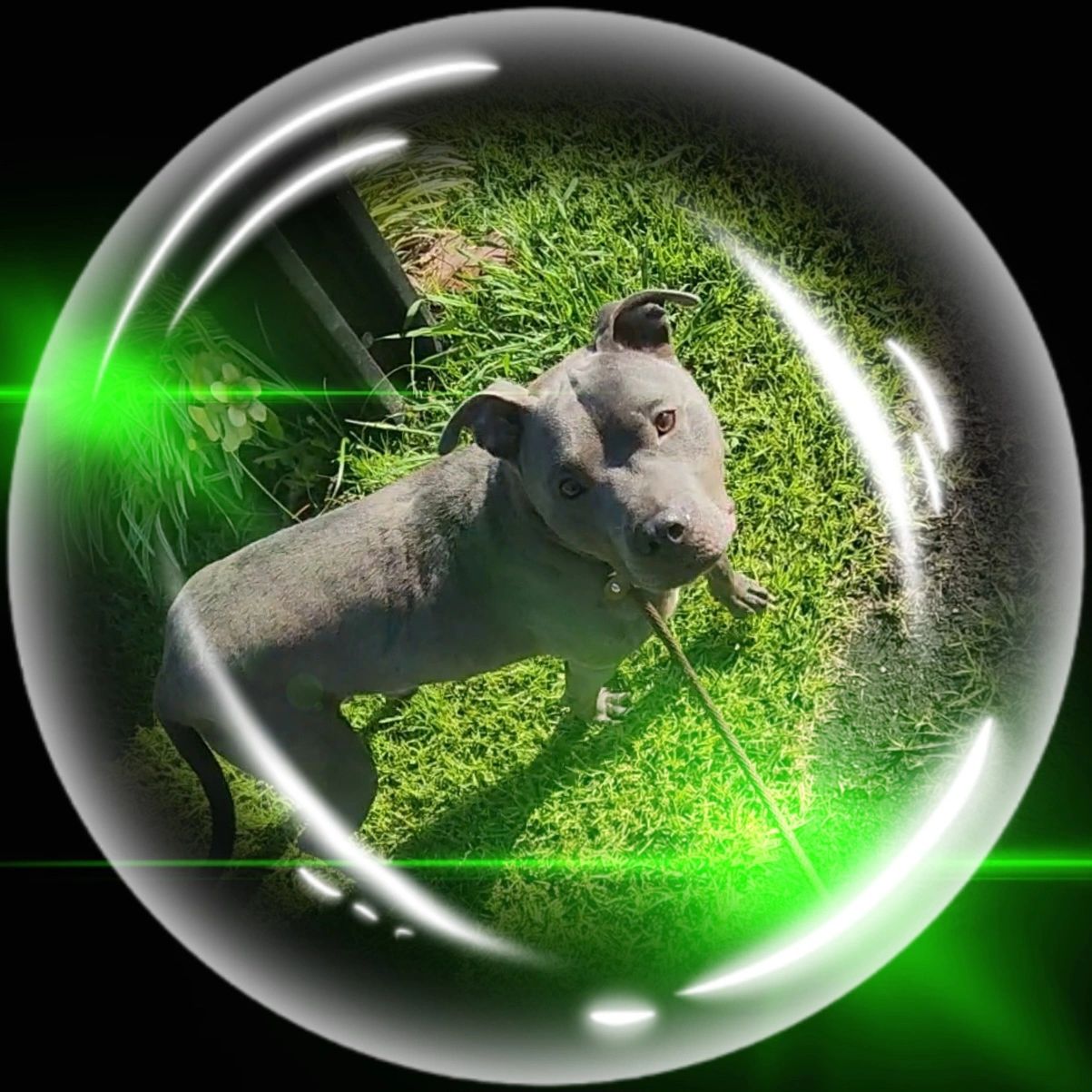 Franklin, a Because of Bubbles Rescue dog photographed inside a bubble