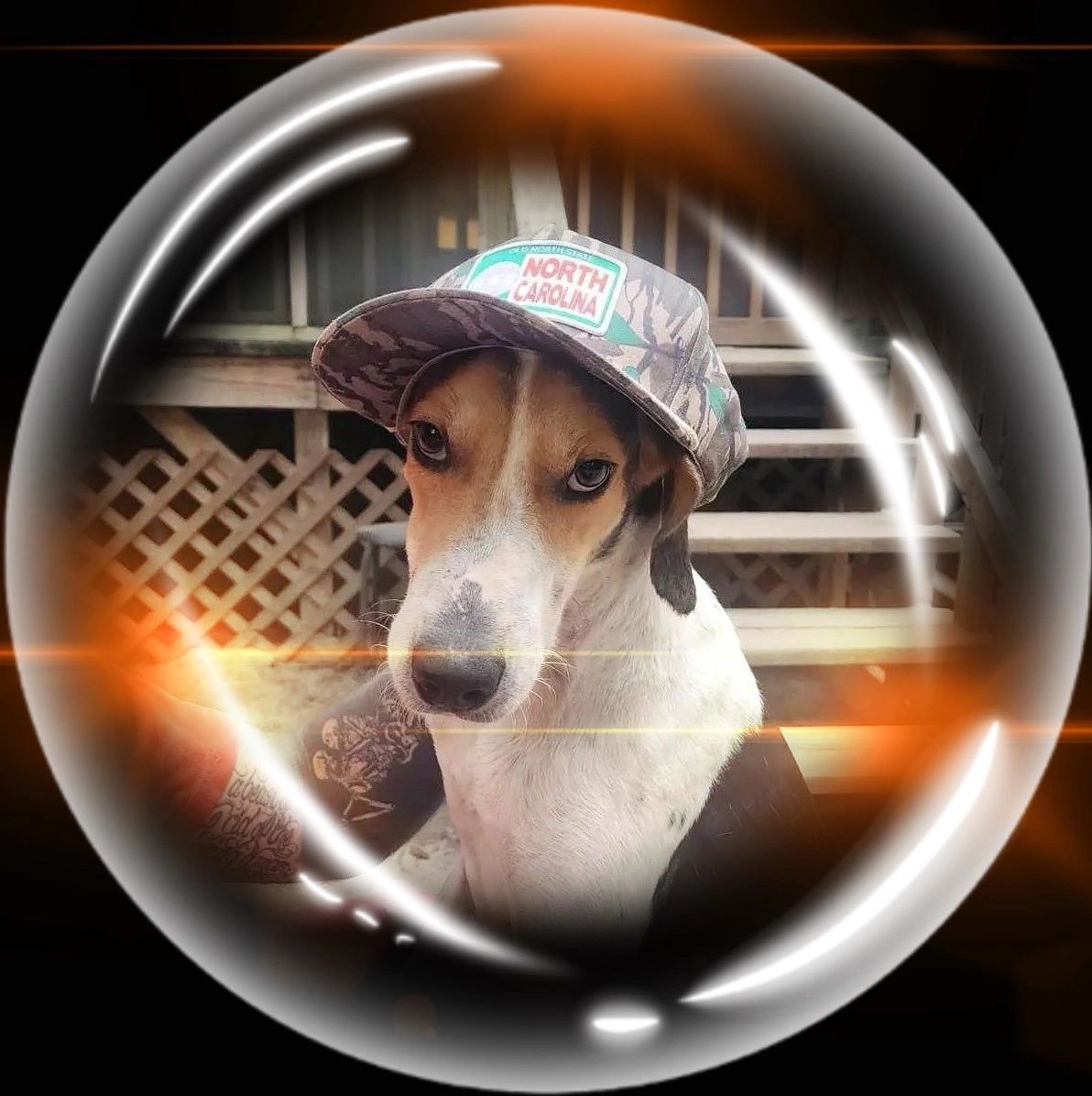 Layne, a Because of Bubbles Rescue dog photographed inside a bubble