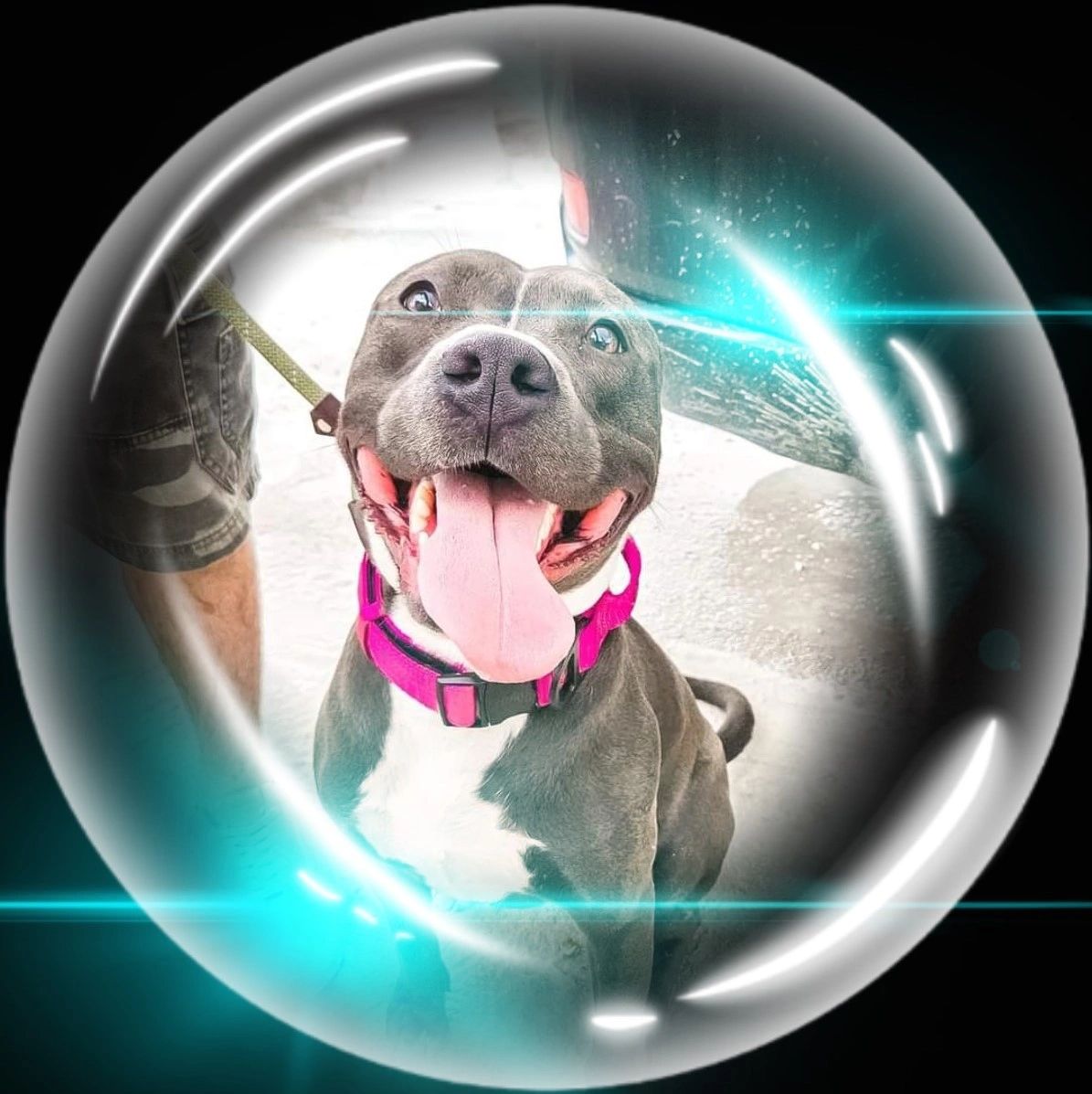 Tyson, a Because of Bubbles Rescue dog photographed inside a bubble