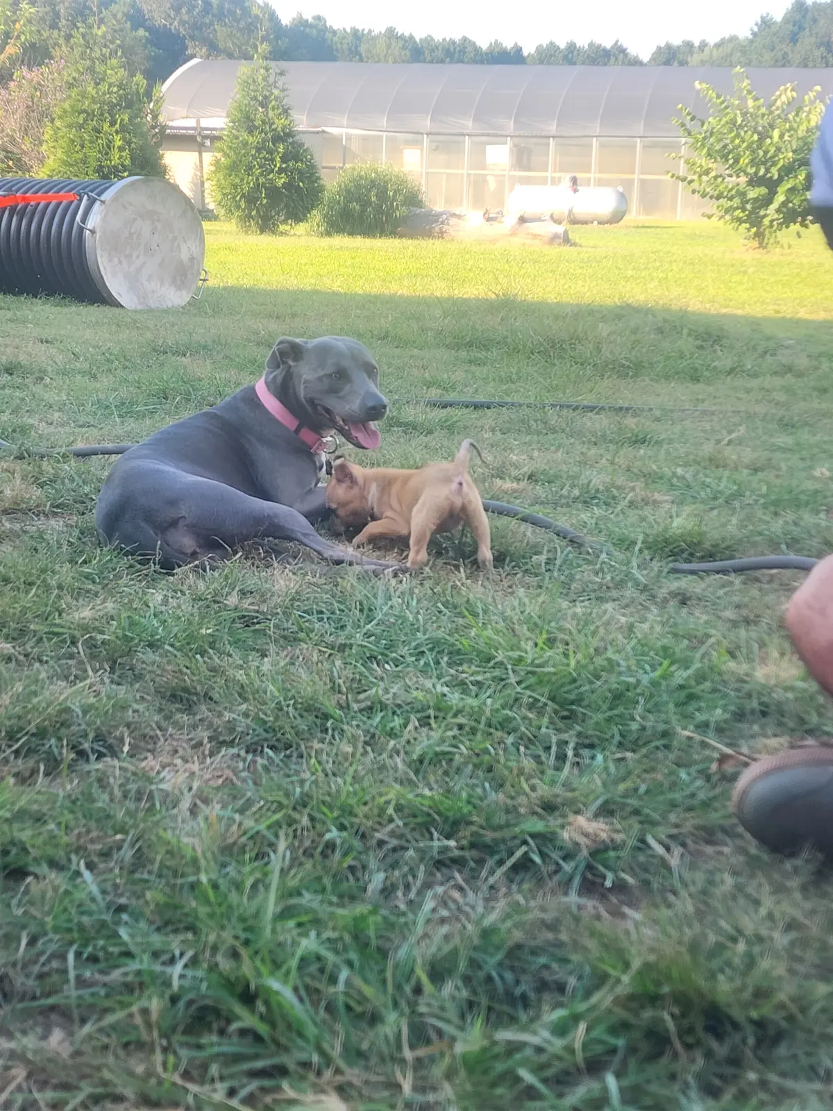 An adult rescue dog watching over a young puppy