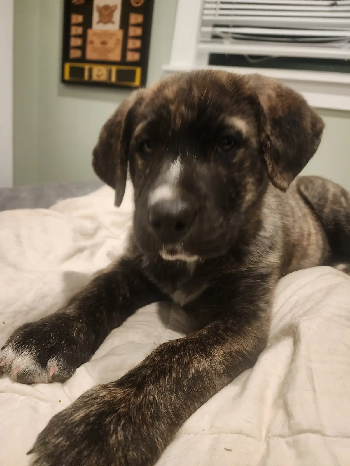 A young rescue puppy receiving care indoors
