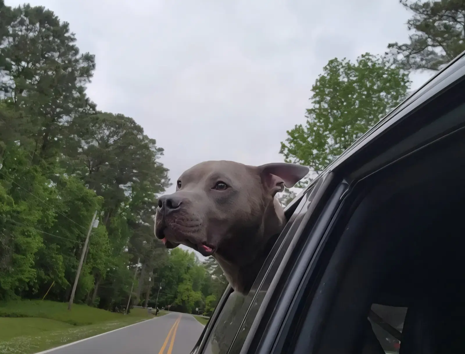 A rescue dog riding safely with the window cracked during transport