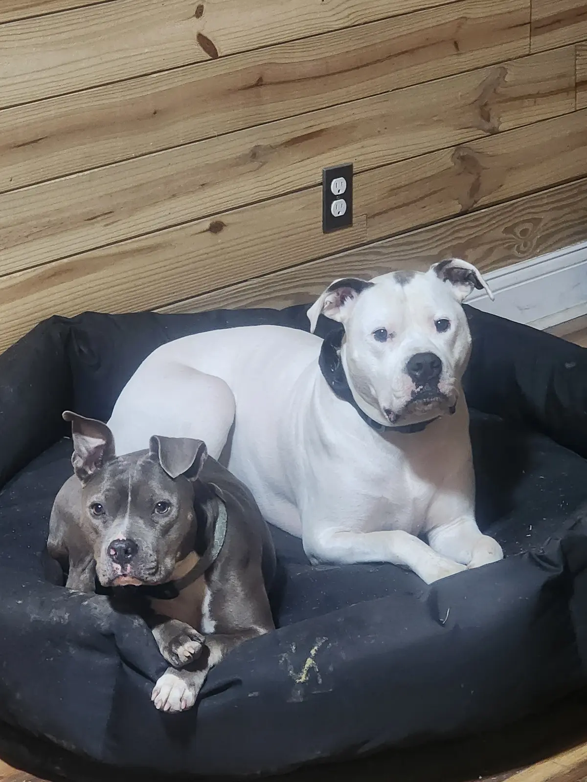 Two rescue dogs settled together on a couch