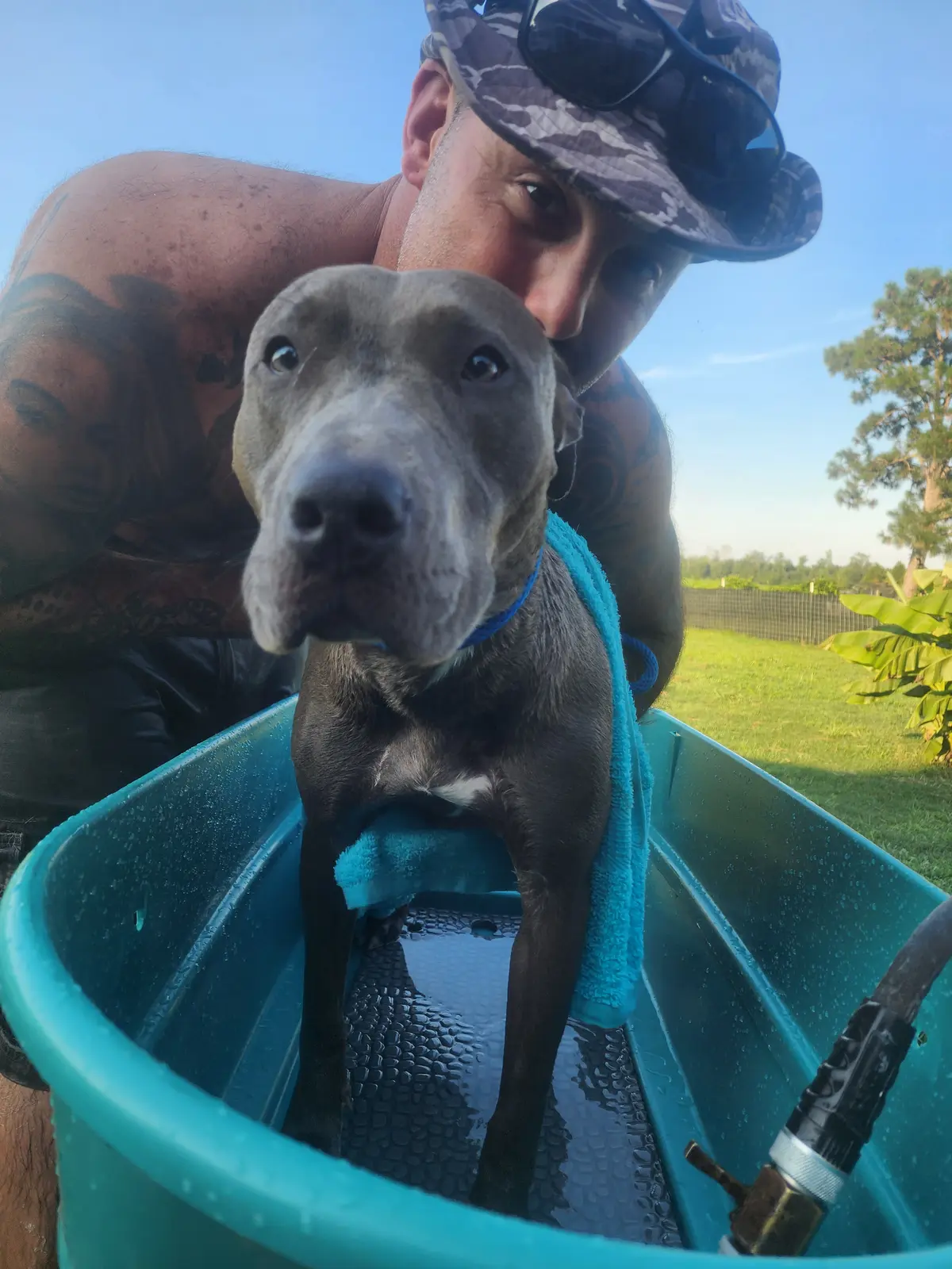 A rescue dog receiving a bath outside