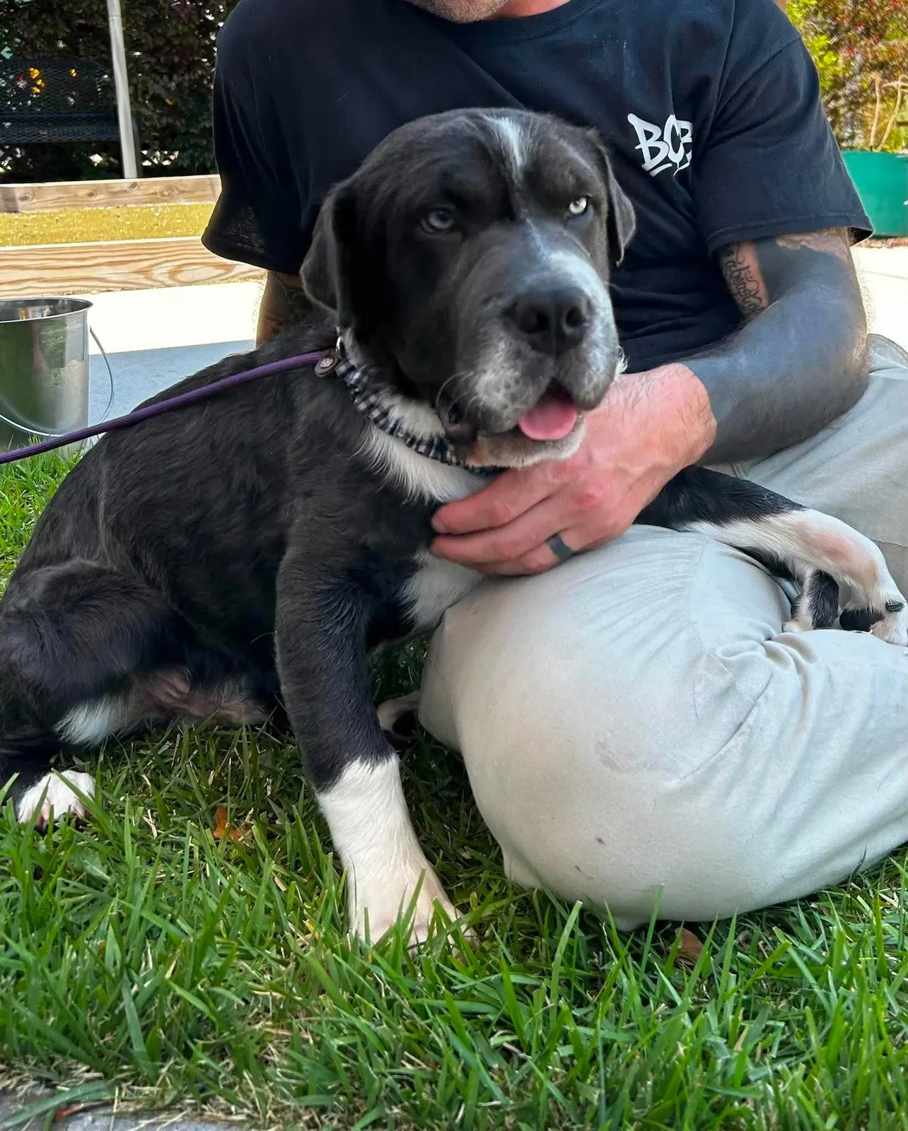 A rescue puppy relaxing on a person's lap