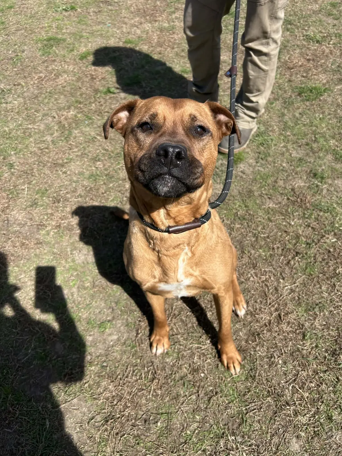 A brown rescue dog looking up attentively