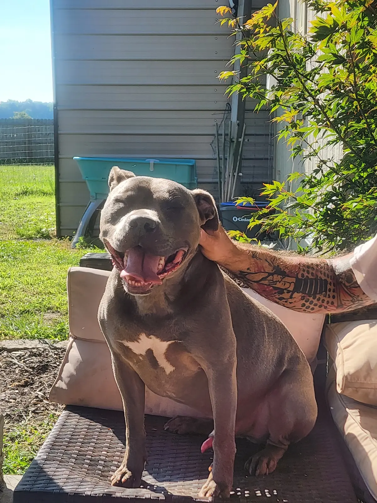 A smiling rescue dog relaxing beside a tattooed volunteer