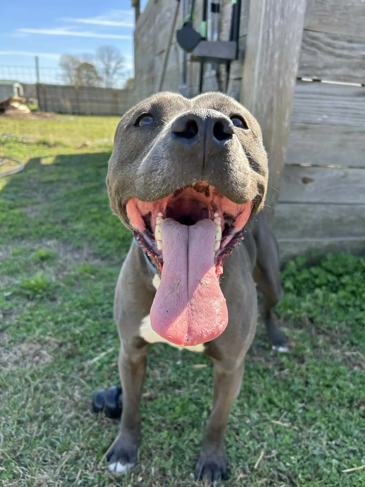 A happy rescue dog ready to meet the community