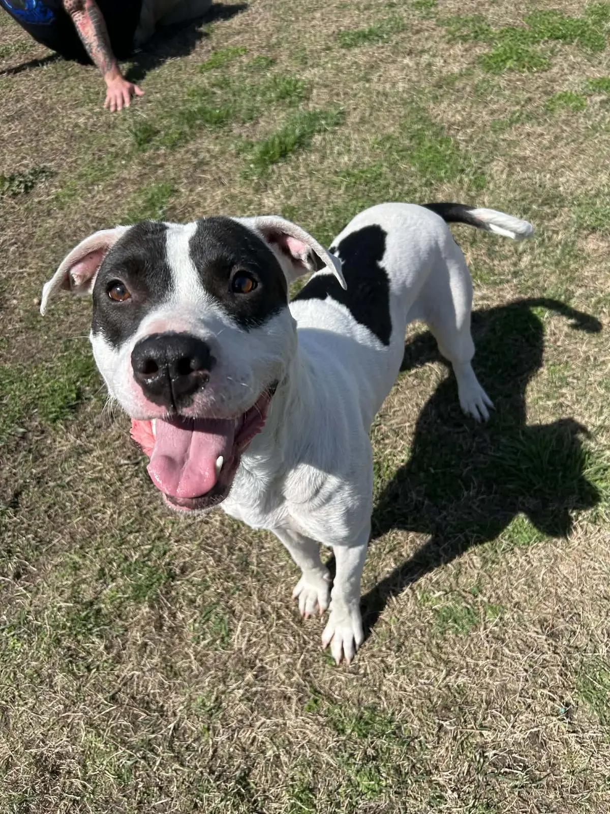 A smiling rescue dog ready to meet a family