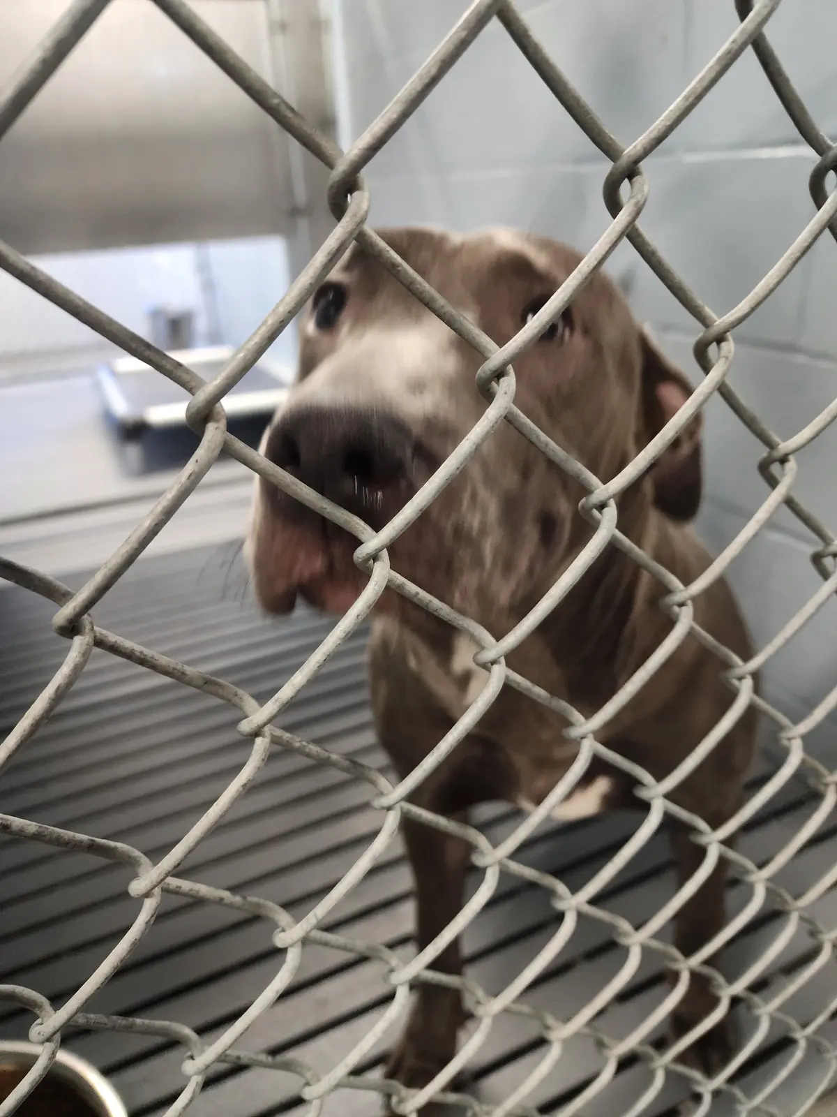 A rescue dog waiting safely behind a kennel gate