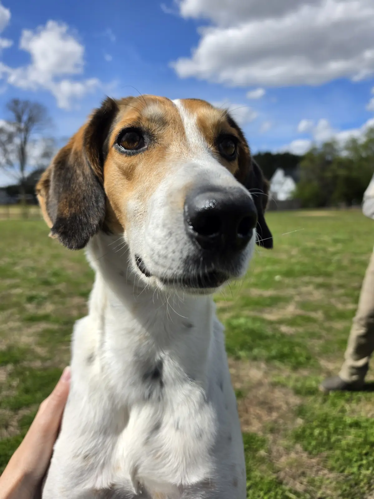 A curious rescue dog looking closely into the camera