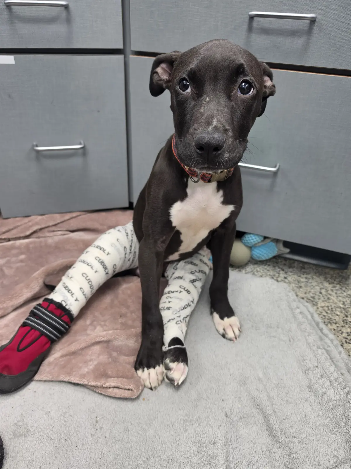A rescue dog recovering with protective leg wraps