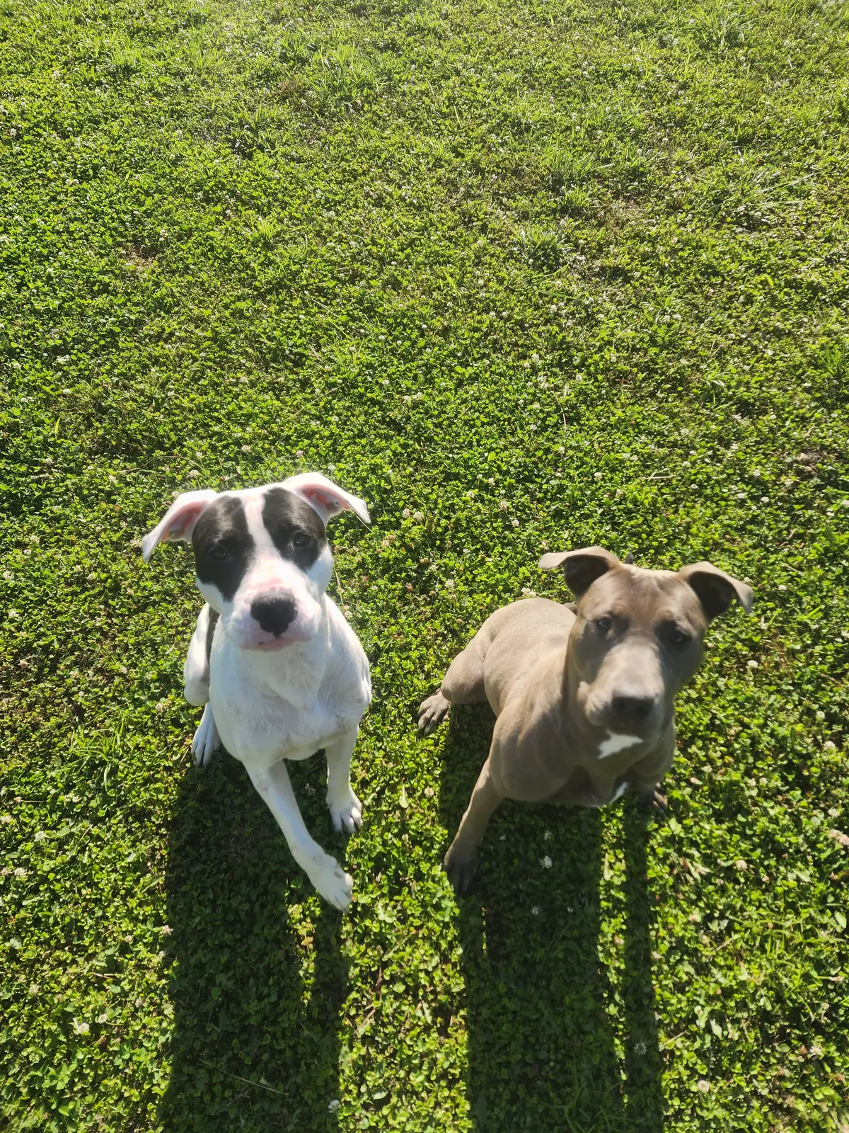 Two rescue dogs looking up together in the yard