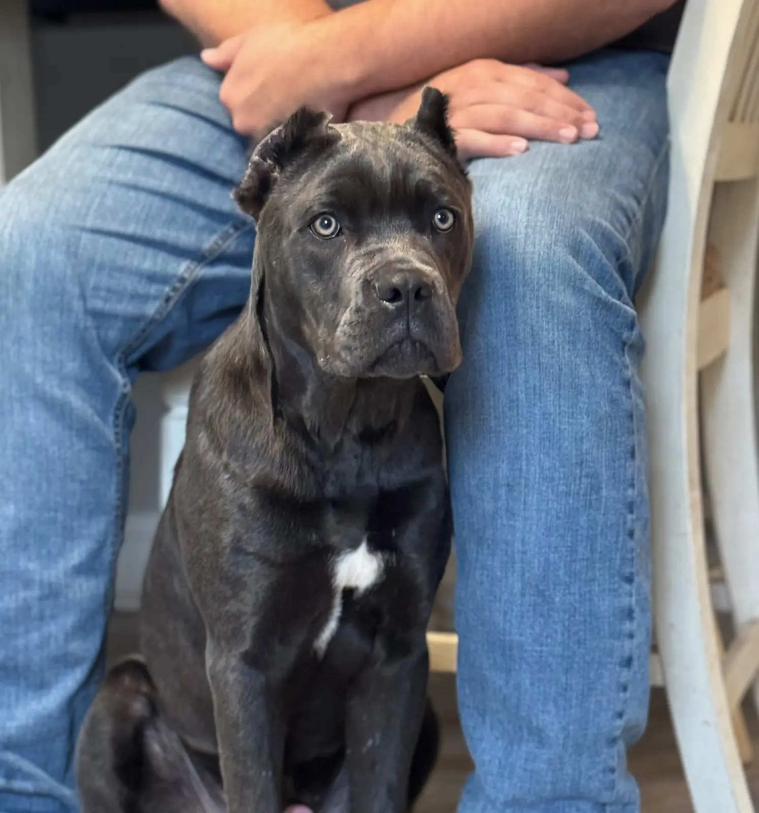 A young rescue puppy looking toward the camera