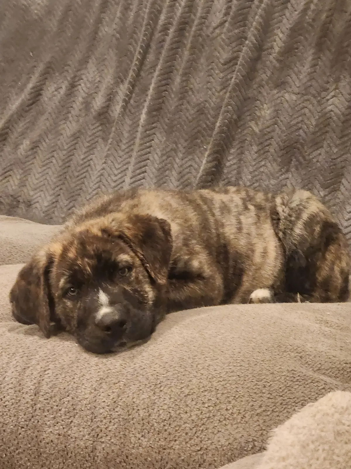 A rescue puppy sleeping safely on a couch
