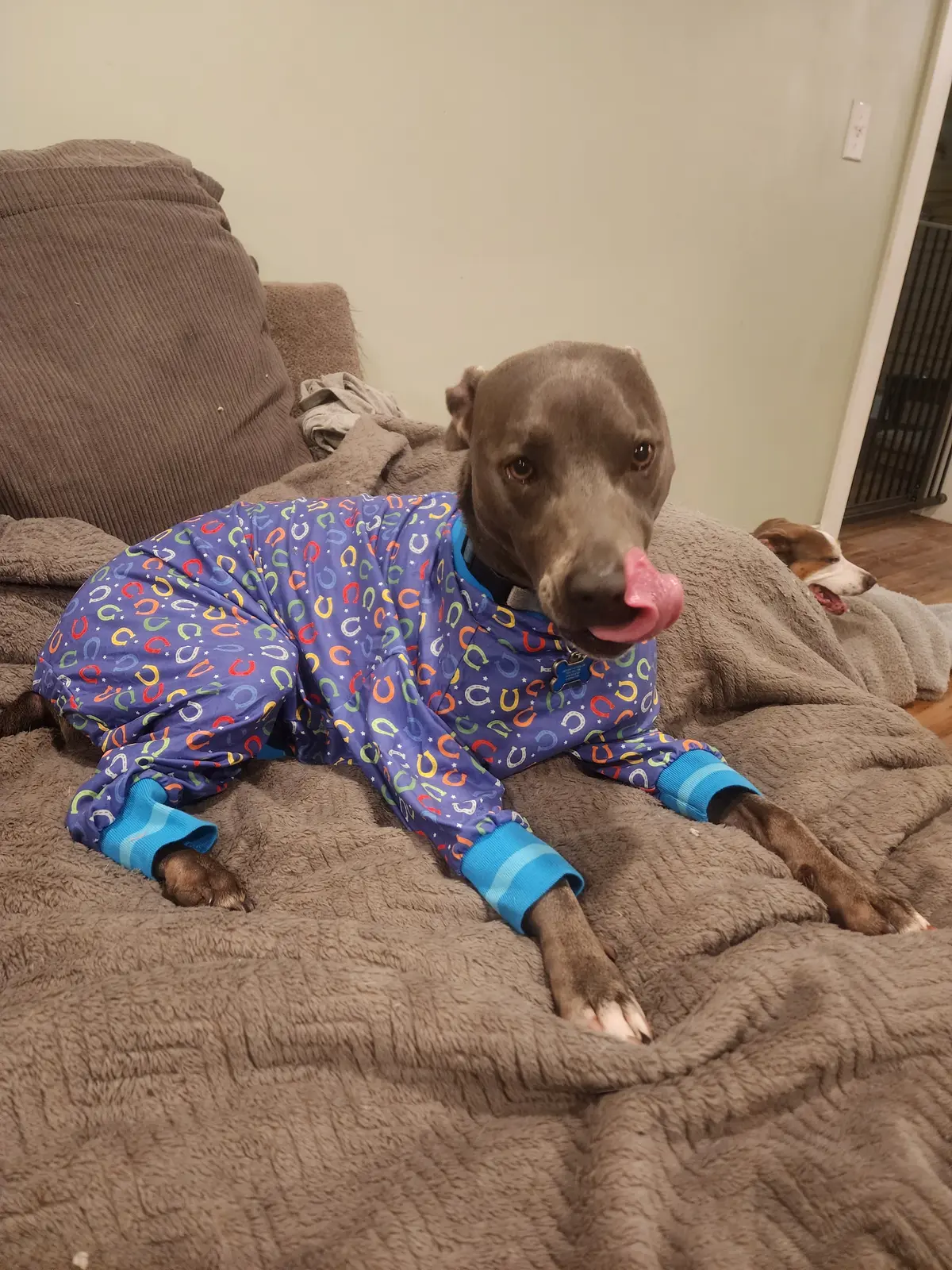 A rescue dog resting at home in recovery pajamas