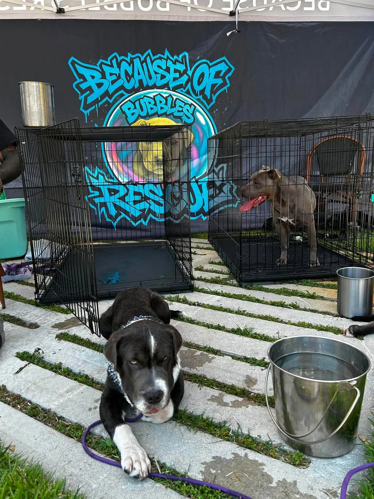 Rescue dogs in safe temporary kennels