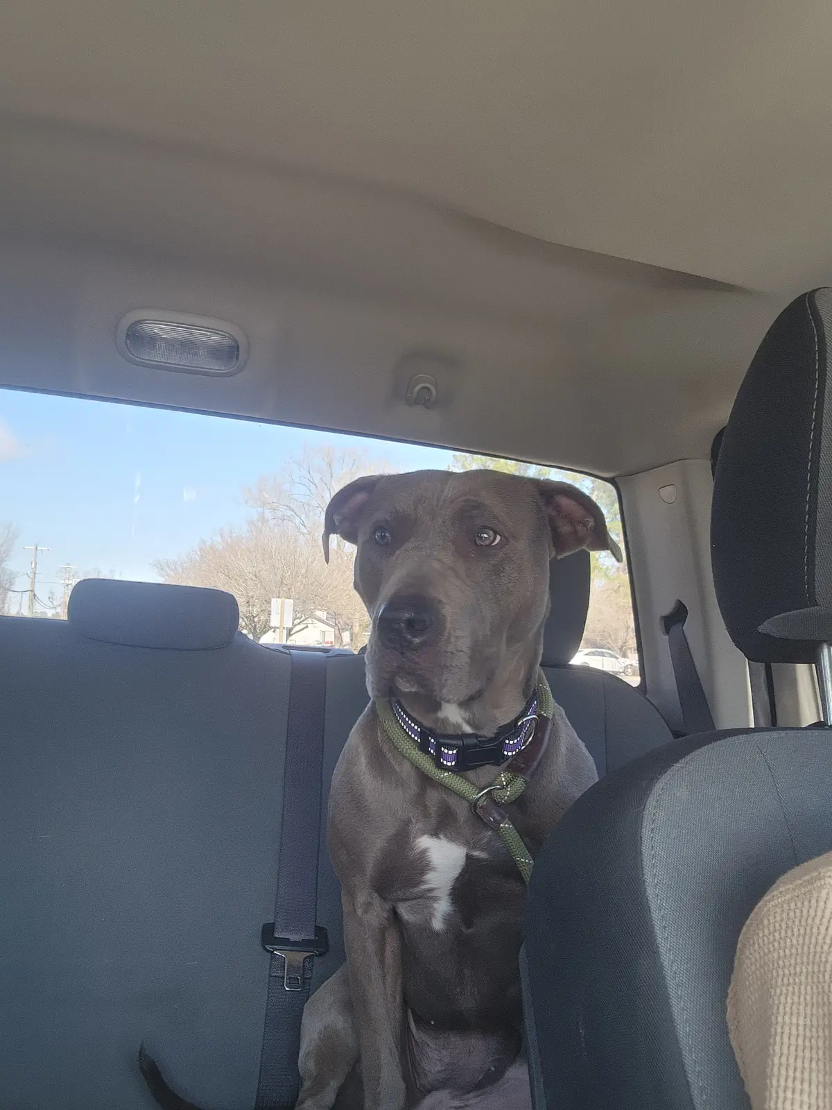 A rescue dog traveling safely with a volunteer