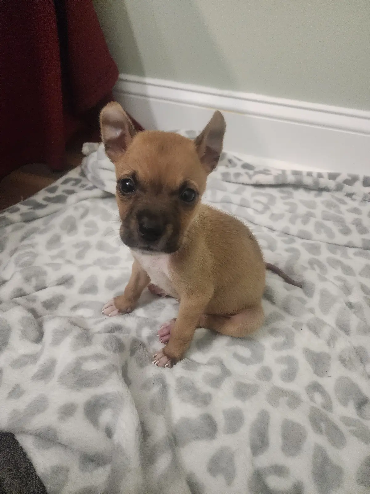 A tiny rescue puppy sitting on a blanket