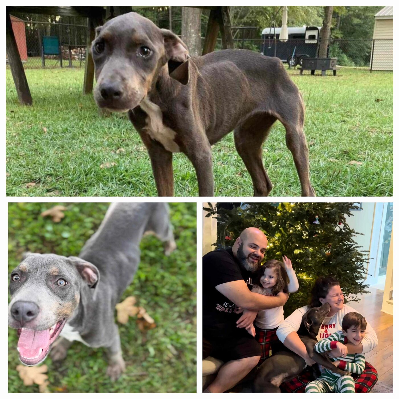 BB (Bella), a Because of Bubbles Rescue success story