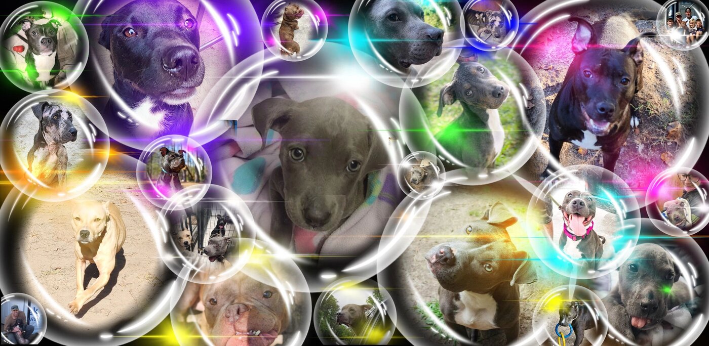 Bubbles and Because of Bubbles Rescue dogs photographed inside bubbles