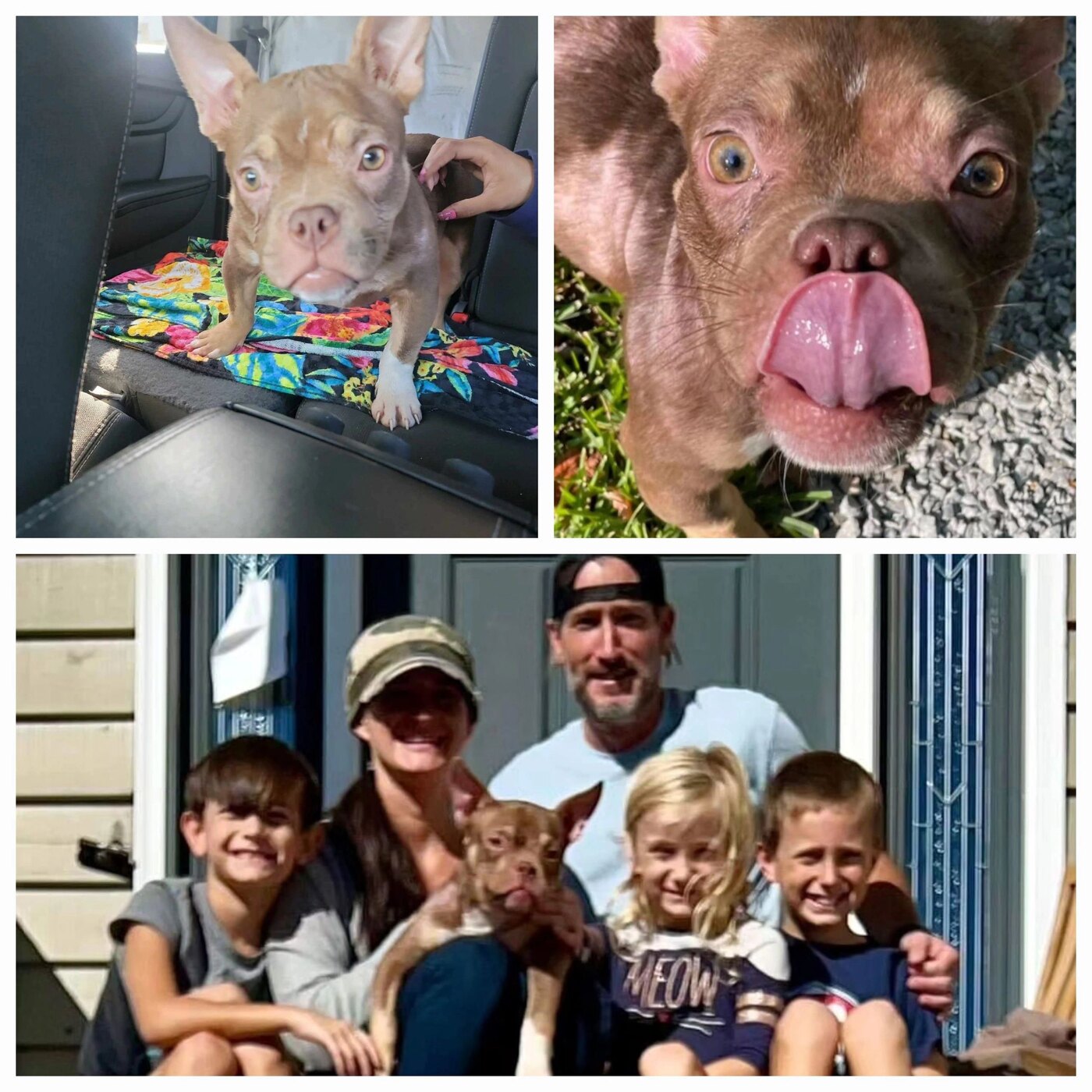 Mashed Potato (Koda), a Because of Bubbles Rescue success story