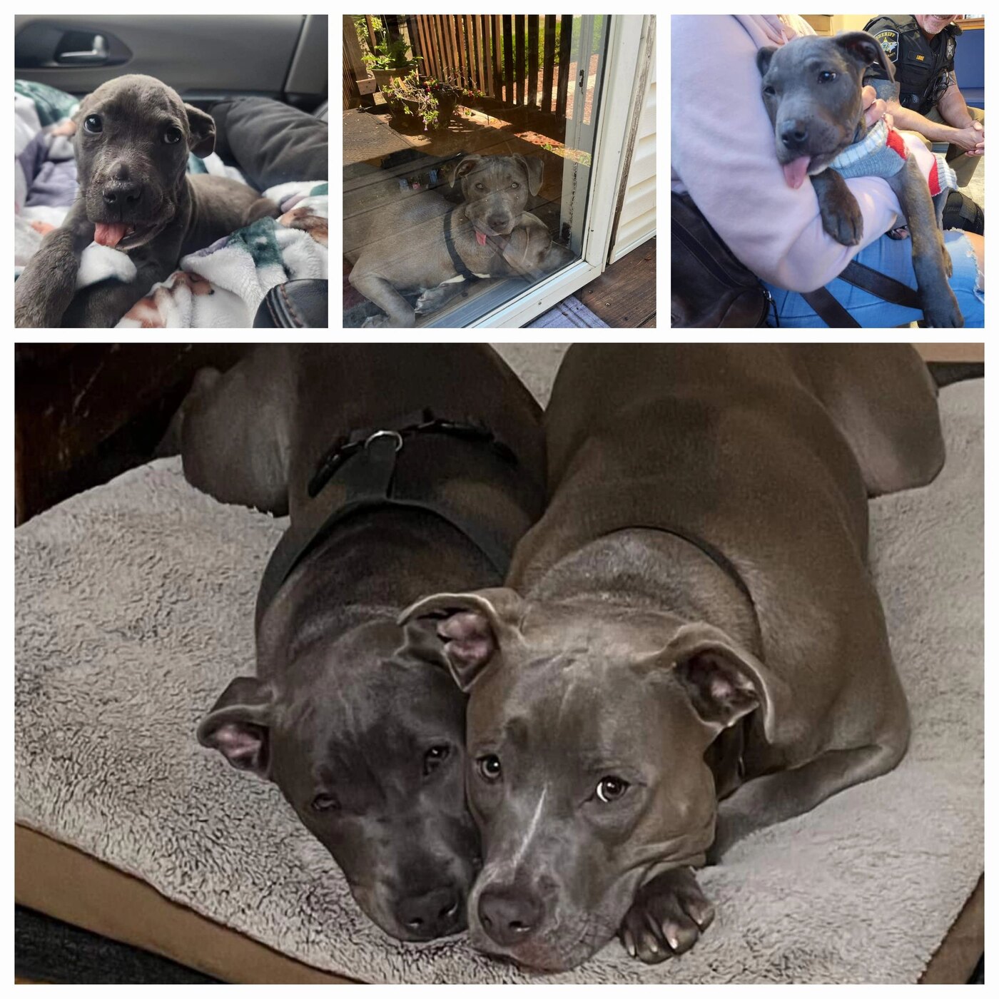 Nugget, a Because of Bubbles Rescue success story